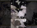 命にふさわしい - amazarashi / haju:harmonics #shorts #歌ってみた #cover #haju #amazarashi #命にふさわしい #NieR #fyp