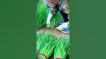 quick way to harvest chives using only a small knife #shorts