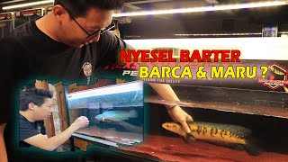 Perkembangan terkini, Cikuning Chana maru yg barter dgn Chana Barca