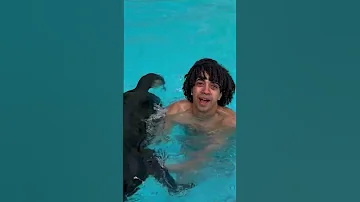 الكلب انقذني من الغرق Dog Save Me 