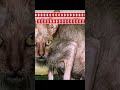 РљРѕС РёРєРё Р Cats Sanclasses Hindisong KeЕџfet РљРѕС РёРєРё Р Cats Sanclasses Hindisong KeЕџfet