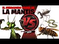 EL PODER DE LA MANTIS - 4 VÍDEOS QUE NOS LO ACLARAN UN POCO