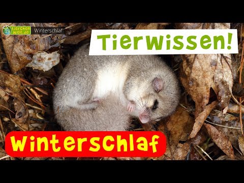 Video: Was essen Winterschläfer?