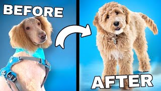 No More Shaved Dogs: 3 Five Minute Habits You Need to Try!