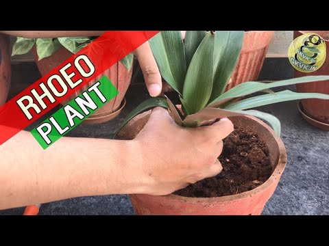 BOAT LILY - RHOEO PLANT Care / OYSTER PLANT or Tradescantia spathacea Care - Beautiful House plant