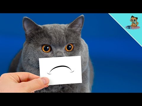 Video: 4 Odd Cat Sovevaner Forklaret