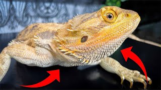 Is Your Bearded Dragon Stressed Out? 8 Signs You Should Be Aware Of