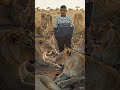 walk between lion