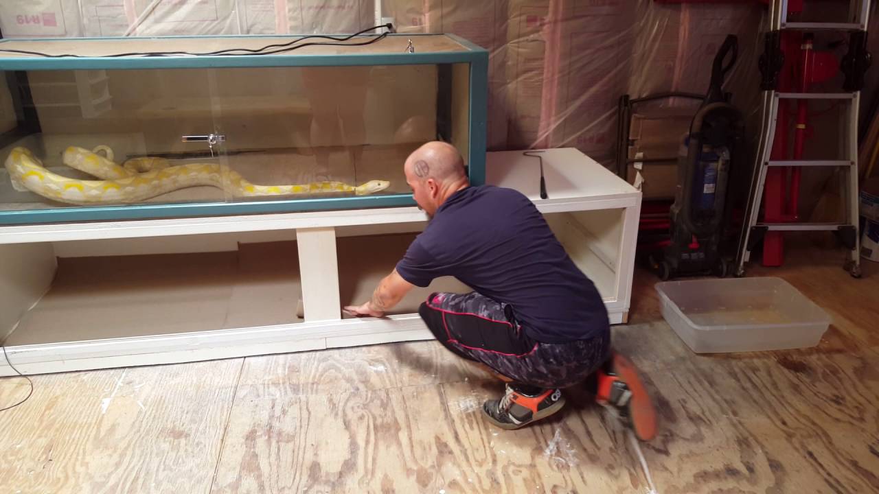 snake oil Cleaning Precious the albino Burmese