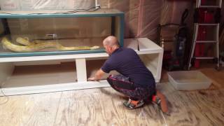 Cleaning Precious the albino Burmese