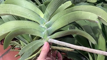 LINH MY BÁN ĐAI CHÂU RỪNG BÓC TRỤ CÂY KHOẺ ĐẸP GIÁ 270k/1 kg 0382.035.821 || PHONG LAN RỪNG