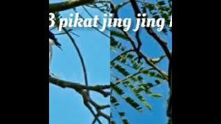 Mp3 pikat jingjing batu