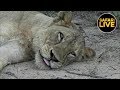 safariLIVE - Sunset Safari - April 24, 2019