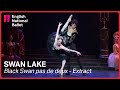 Swan lake odile and prince siegfried pas de deux  english national ballet