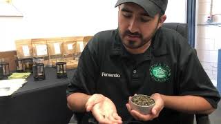 Jasmine Pearl Tea, explained Profile
