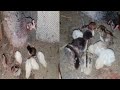 Mianwali&#39;s Saleti Hen and her 9 Chicks || The Hen laid 10 eggs,9 chicks came out || Mianwali chicks