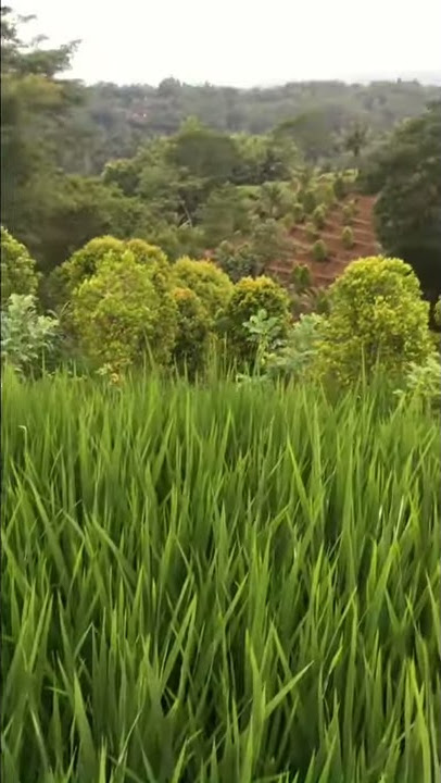 Mentahan Video Pemandangan Sawah