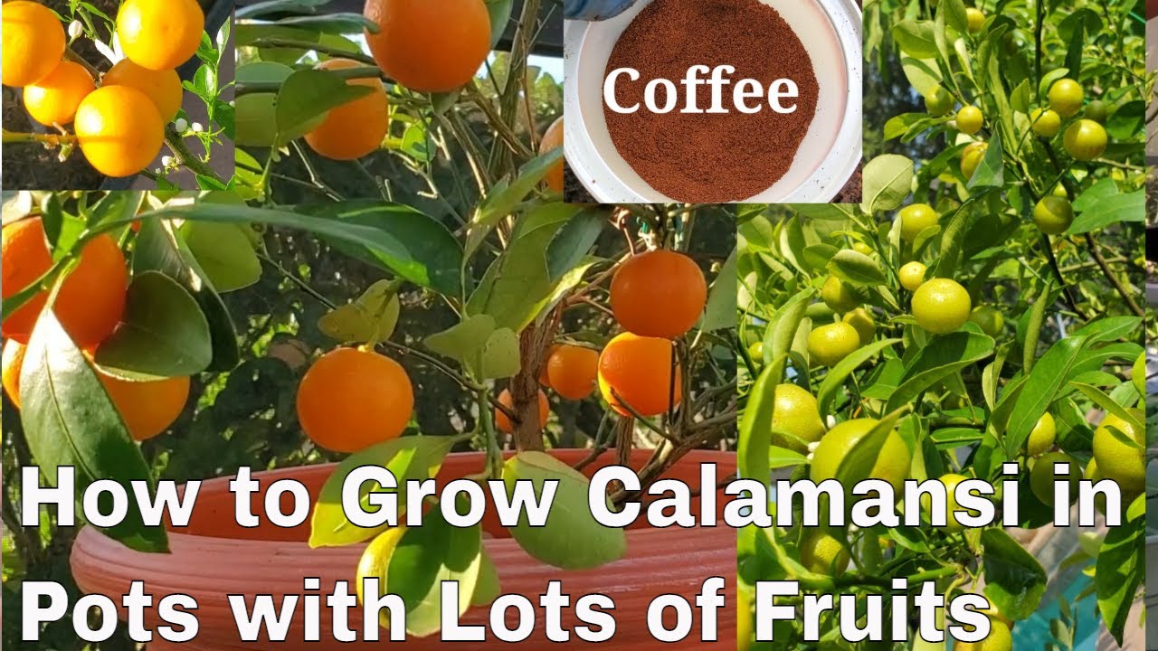 6 Steps to Whole Year Round Fruiting of Calamansi or Calamondin in Pots