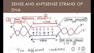 Sense and Antisense Strand of DNA ( in Hindi and English ) | For B.Sc. and M.Sc. | All About Biology