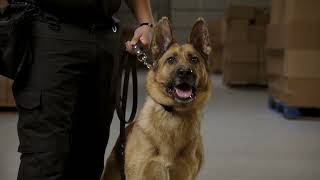 MSA Security Canine Detection Program