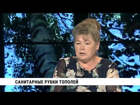 Санитарные рубки тополей в Хабаровске / Ирина Дубянская