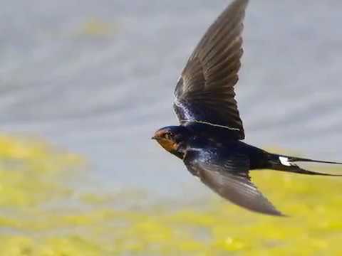 Повертайся Ластівко Веснянка Надія Головчук