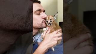 Can A Caracal Be Petted Like A Cat shirt cat