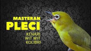 MASTERAN PLECI WIT WIT KOLIBRI I UNTUK SEGALA JENIS PLECI