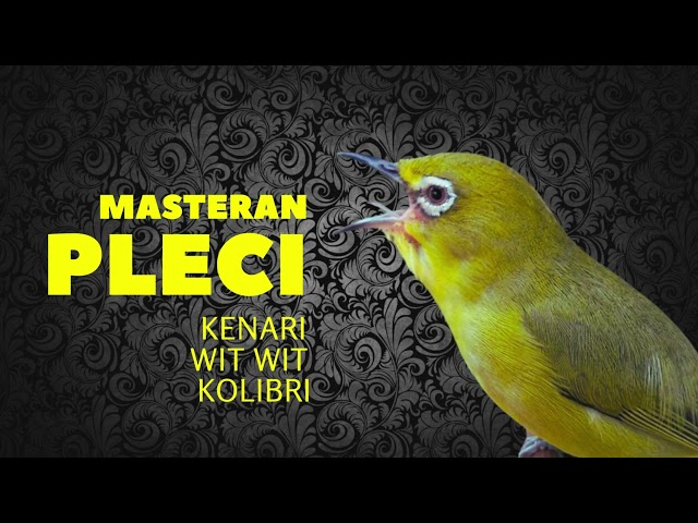 MASTERAN PLECI WIT WIT KOLIBRI I UNTUK SEGALA JENIS PLECI class=