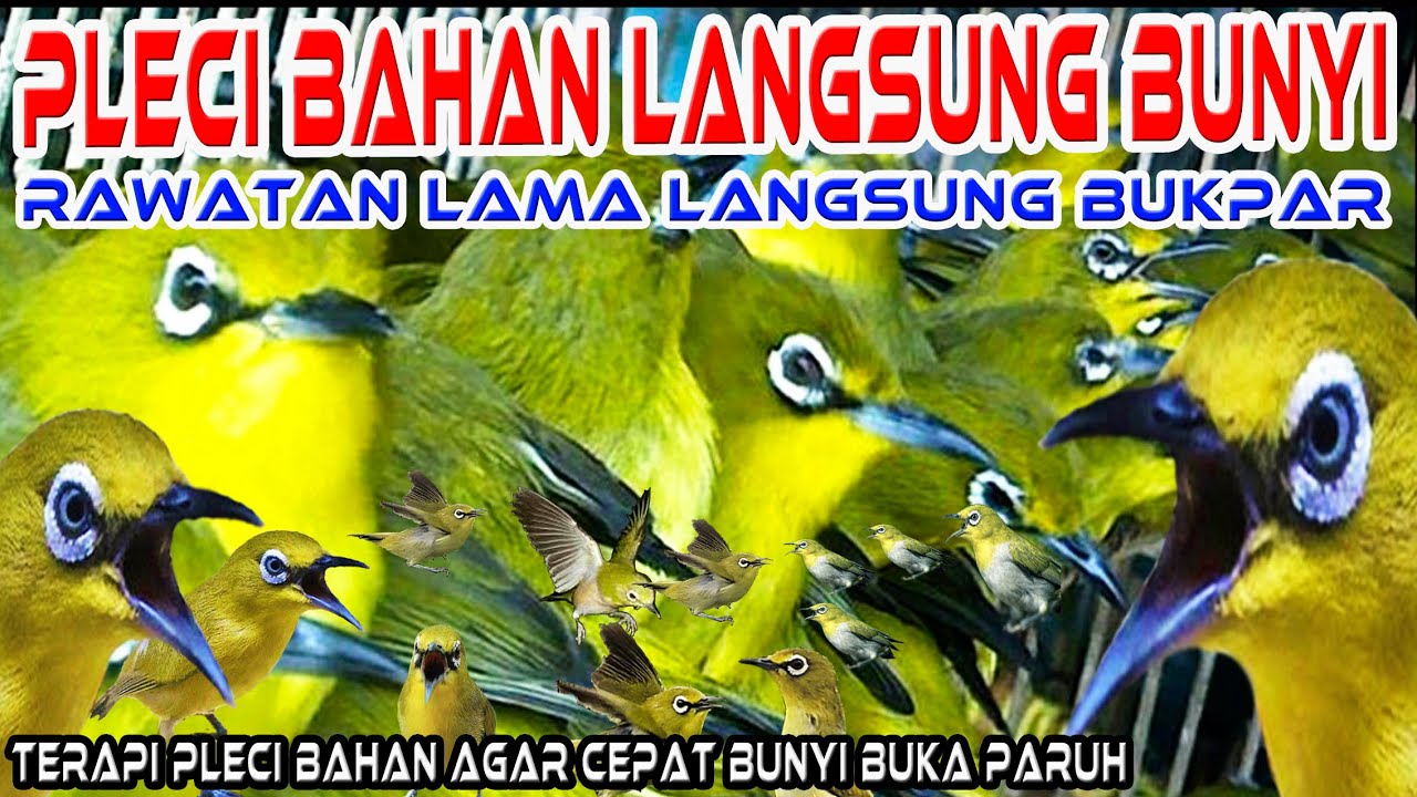 Satu Jam Terapi Pleci Bahan/Omyokan Agar Cepat Buka Paruh, Cara Terapi Pleci Yang baik dan benar