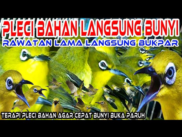 Satu Jam Terapi Pleci Bahan/Omyokan Agar Cepat Buka Paruh, Cara Terapi Pleci Yang baik dan benar class=