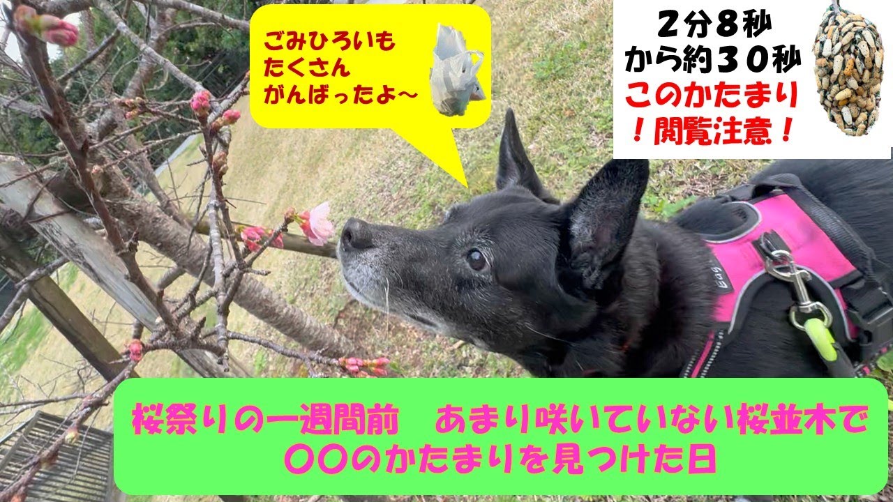 【ワンワンゴミ拾い】１月名護　ちょびっと咲きの桜並木を歩いた日