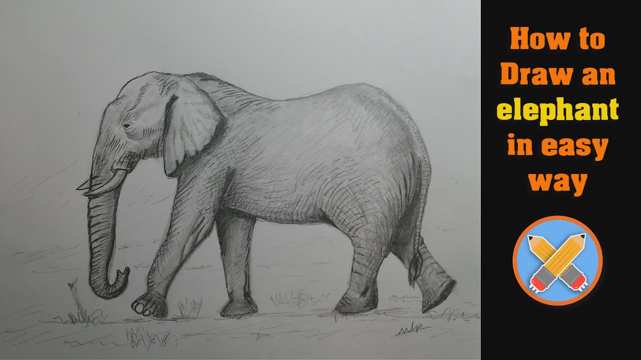 how to draw an elephant - YouTube