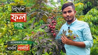 Foreign Fruit Tree Price In Mamoni Nursery | বিদেশি ফল গাছের দাম | Gardening Bangladesh