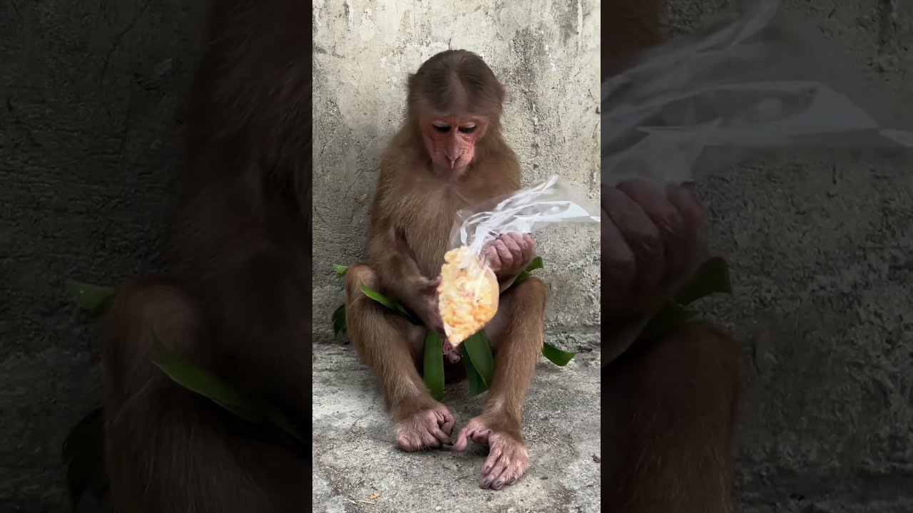  Cutis Is Fed By Strangers Short Animals