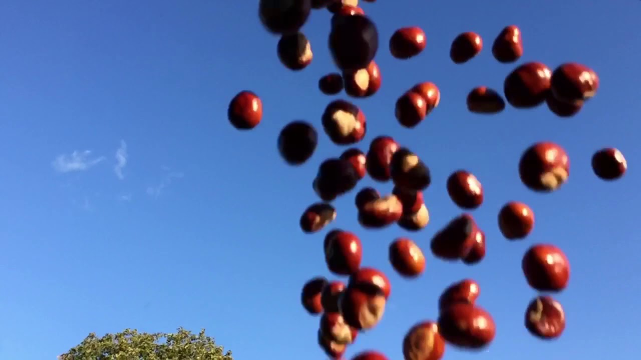 Conkers fall - YouTube