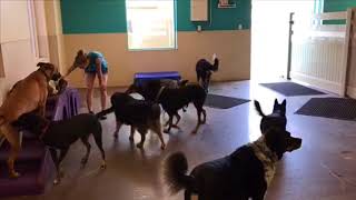 Indoor dog park Mesa AZ Happy Pets Palace