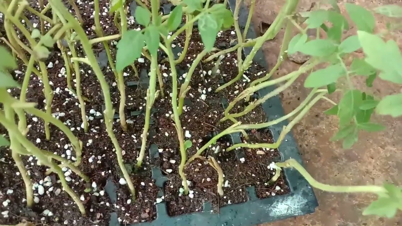 video ๐
๐ฟ Supercharge Your Tomato Harvest! Discover the Power of Grafted Tomato Plants! ๐ช๐ฑ
