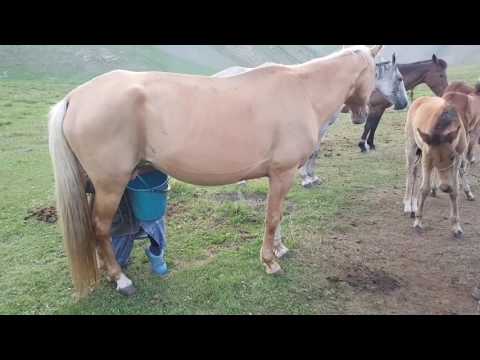 Video: Kamieļu ērkšķis Kirgizstāna