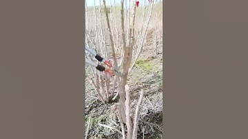 The process of trimming branches = Good tools can improve efficiency