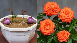 This Way Helps You Get A Beautiful Rose Pot