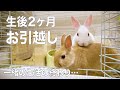お引越し。生後2ヶ月の子ウサギ達、別々の生活へ。【Moving. Rabbits go to separate lives】#93