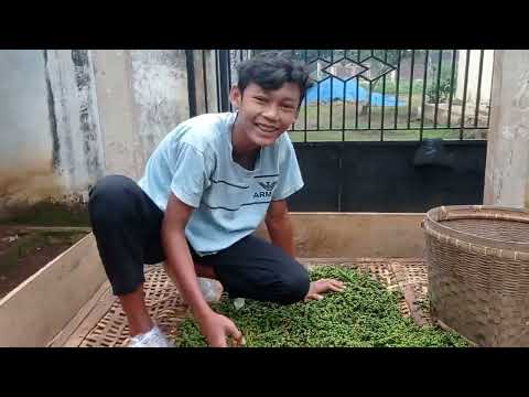 Video: Menyiram Lada Di Rumah Hijau