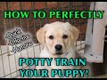 A Complete Guide To House Training Any Puppy!