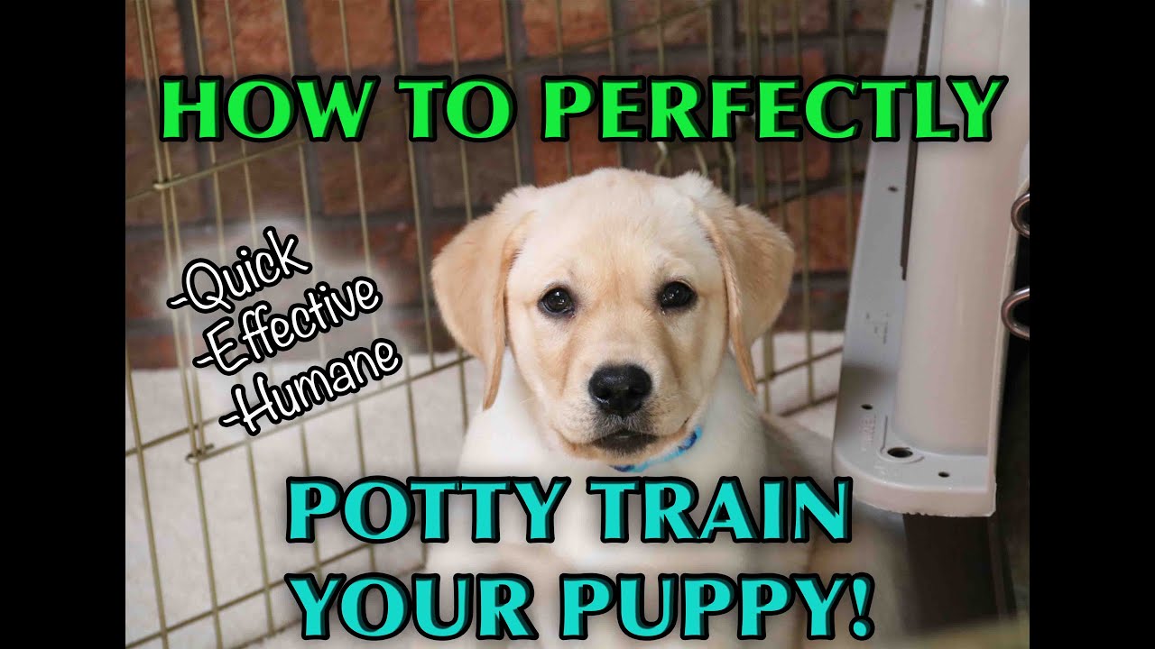 A Complete Guide To House Training Any Puppy! YouTube