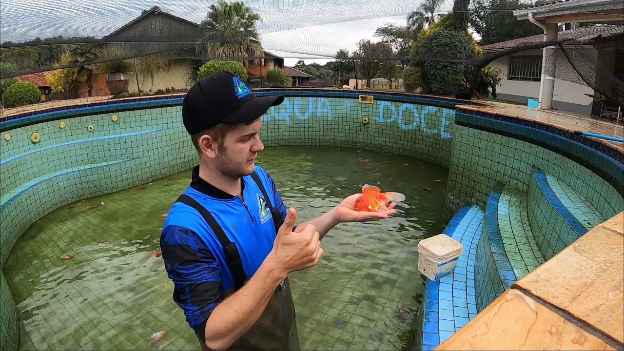 Geral na piscina dos KINGUIOS