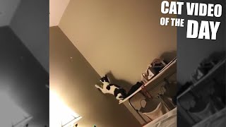 Cat Laser Pointer Fail by The Crazy Cats 223 views 4 years ago 27 seconds