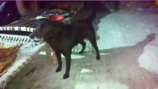 REAL DOG BARKING REMIX, Night Vision, RECORDED BY Samsung Galaxy S23 Ultra