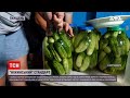 Новини тижня: у чернігівській області відновлюють посіви сорту "Ніжинський місцевий огірок"