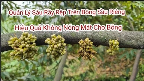 VTNN Phong Điền-Lựa Chọn Những Sản Phẩm Quản Lý Sâu Rầy Trên Bông Sầu Riêng Hiệu Quả Mát Bông#vtnn
